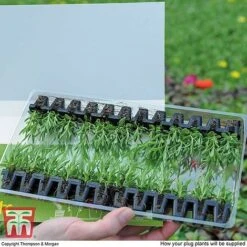 Summer Garden Plant Collection -NAOMI Plant Shop MSE offer plant size