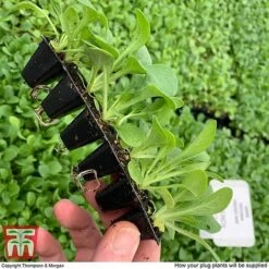 Summer Garden Plant Collection -NAOMI Plant Shop MSE offer plant size2