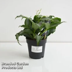 Murdannia Loriformis 'Bright Star' -NAOMI Plant Shop MURD BRIGH12CM T44583