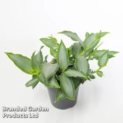 Murdannia Loriformis 'Bright Star' -NAOMI Plant Shop MURD BRIGH12CM WKF1173