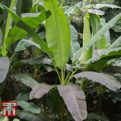 Musa Basjoo -NAOMI Plant Shop MUSA 80856 C