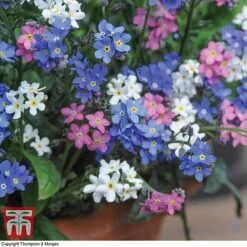 Forget-Me-Not Mixed -NAOMI Plant Shop MYOS TKA7245 C
