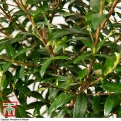 Myrtus Communis On Stem -NAOMI Plant Shop MYRT KB3776 D