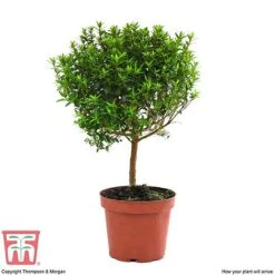 Myrtus Communis On Stem -NAOMI Plant Shop MYRT KB3776 E