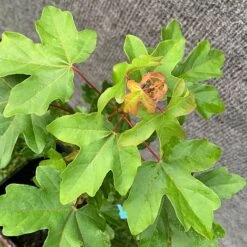Field Maple Tree (Acer Campestre) Grown By Cotswold Trees -NAOMI Plant Shop Maple Leaves