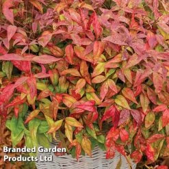 Evergreen Patio Shrub Collection -NAOMI Plant Shop NAND BLUSHPINK S08545
