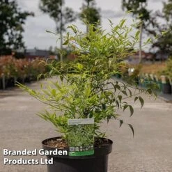 Nandina Domestica 'Brightlight' -NAOMI Plant Shop NAND BRIGHTLIG S30540