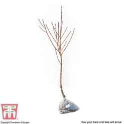 Nectarine 'Fantasia' -NAOMI Plant Shop NECT CWW3225 C