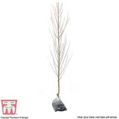 Nectarine 'Lord Napier' -NAOMI Plant Shop NECT T71129 C