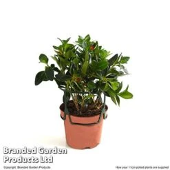 Nematanthus Gregarius -NAOMI Plant Shop NEMA GREGA11CM T49684