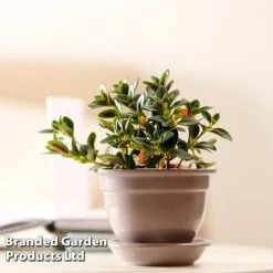 Nematanthus Gregarius -NAOMI Plant Shop NEMA GREGARIUS W48800