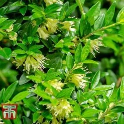 Lonicera Pileata -NAOMI Plant Shop NEW 2018 Master