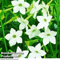 Nicotiana Alata -NAOMI Plant Shop NICOTINANA AFFINS KC8067 A