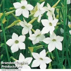 Nicotiana Alata -NAOMI Plant Shop NICO AFFINIS U63062