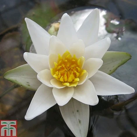 Nymphaea 'Pygmaea Alba' (Deep Water Aquatic) 1 Nymphaea 'Pygmaea Alba' (Deep Water Aquatic)