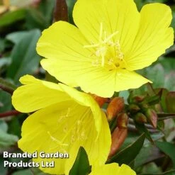 Oenothera Tetragona -NAOMI Plant Shop OENO KC9121 C