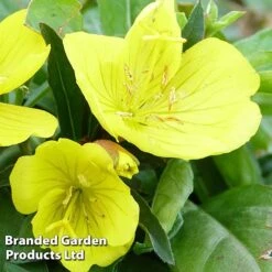 Oenothera Fruticosa 'Youngii' -NAOMI Plant Shop OENO KC9122 C