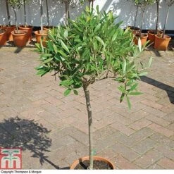 Olive Tree (Standard) -NAOMI Plant Shop OLIV T45799 A