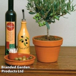 Olive Tree (Standard) -NAOMI Plant Shop OLIV OLEAEUROP S25343