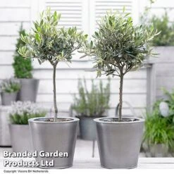 Olive Tree (Standard) -NAOMI Plant Shop OLIV STANDARD H48248