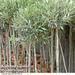 Olive Tree (Standard) -NAOMI Plant Shop OLIV STANDARD T25247