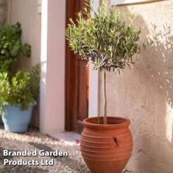 Olive Tree (Standard) -NAOMI Plant Shop OLIV STANDARD W48247