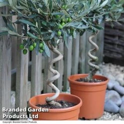 Olive Tree With Spiral Stem -NAOMI Plant Shop OLIV STNDTWIST T25345