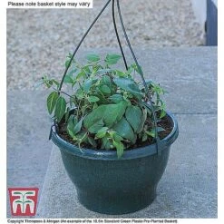 Petunia 'Frills & Spills'&trade; Mixed' Pre-Planted Basket -NAOMI Plant Shop ORAN KB3430 CC4