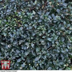 Osmanthus X Burkwoodii -NAOMI Plant Shop OSMA T58216 D