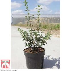 Osmanthus X Burkwoodii -NAOMI Plant Shop OSMA T58216 E