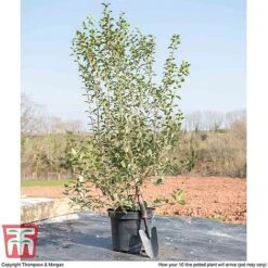 Osmanthus X Burkwoodii -NAOMI Plant Shop OSMA T58216 F