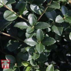 Osmanthus Delavayi -NAOMI Plant Shop OSMA T63584 E