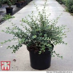 Osmanthus Delavayi -NAOMI Plant Shop OSMA T63584 F1
