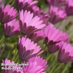 Osteospermum Blush Collection (Hardy) -NAOMI Plant Shop OSTE INTHEPINK S504181