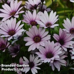Osteospermum Blush Collection (Hardy) -NAOMI Plant Shop OSTE SENNANSUN S438872