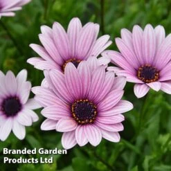 Osteospermum Blush Collection (Hardy) -NAOMI Plant Shop OSTE SENNANSUN S438881