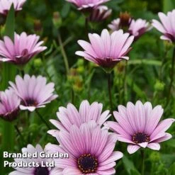 Osteospermum Blush Collection (Hardy) -NAOMI Plant Shop OSTE SENNANSUN S438901