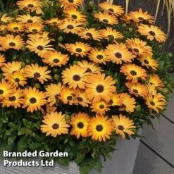 Osteospermum 'Dazzling Duo' -NAOMI Plant Shop OSTE SERENSUNS S26078
