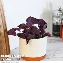 Oxalis Triangularis 'Mijke' -NAOMI Plant Shop OXAL MIJKE12CM T48388