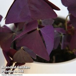 Oxalis Triangularis 'Mijke' -NAOMI Plant Shop OXAL MIJKE12CM T48389