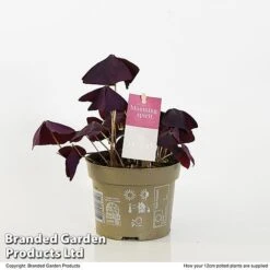 Oxalis Triangularis 'Mijke' -NAOMI Plant Shop OXAL MIJKE12CM T48391