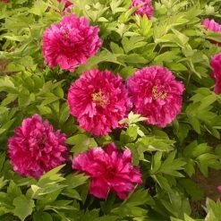 Tree Peony 'Luoyang Hong'