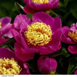 Peony Collection -NAOMI Plant Shop PAEO DOREEN H319882