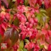 Parthenocissus Quinquefolia