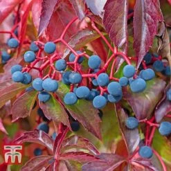Parthenocissus Quinquefolia -NAOMI Plant Shop PART T58015 C