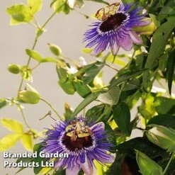 Passiflora 'Purple Haze' -NAOMI Plant Shop PASS PURPLEHAZ L43580