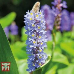 Patio Pond Plant Basket -NAOMI Plant Shop PATI KB0322 E