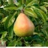 Pear 'Doyenné Du Comice'