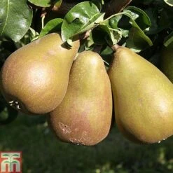 Pear 'Beurré Hardy'
