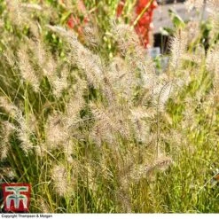Pennisetum Alopecuroides -NAOMI Plant Shop PENN 1657 A1